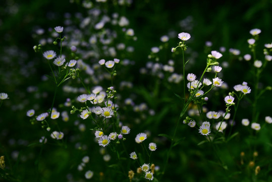 野菊花