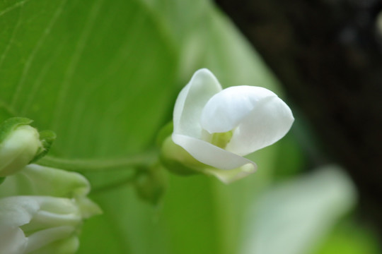 豆角花