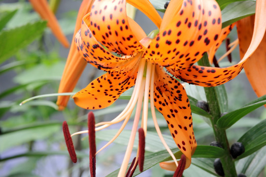 卷丹百合花