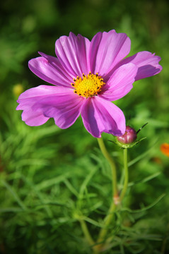 雏菊 菊花