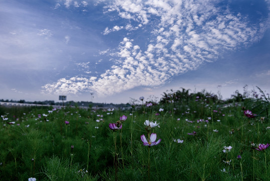 晚霞格桑花