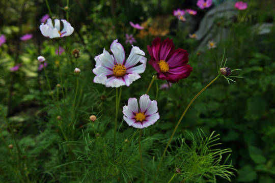 花 格桑花