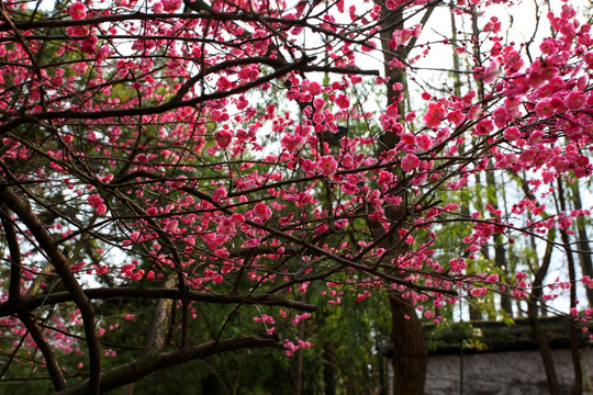 梅花 梅花樹 早春