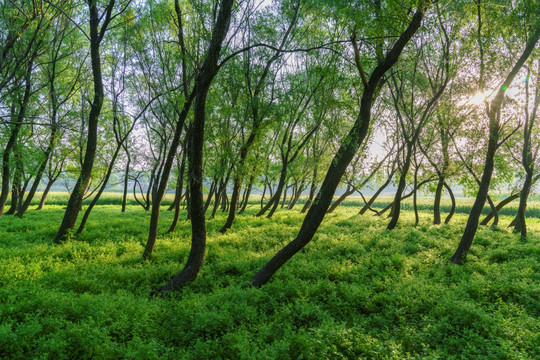 绿树林柳树林