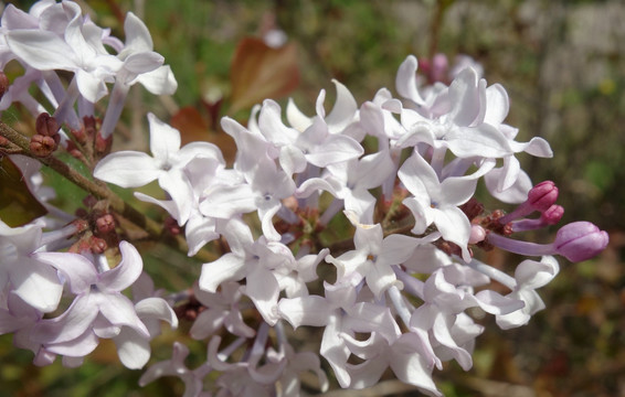 DSC01603丁香花