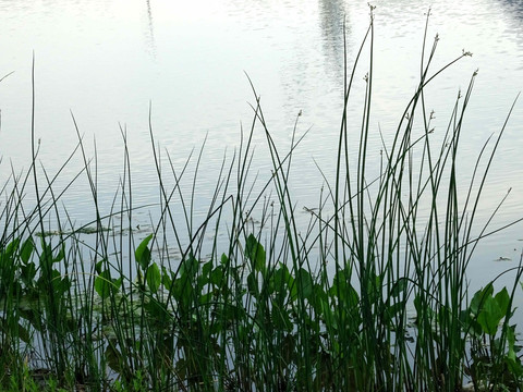 水生植物