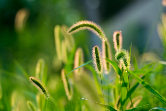 狗尾草