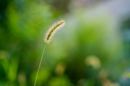 狗尾草