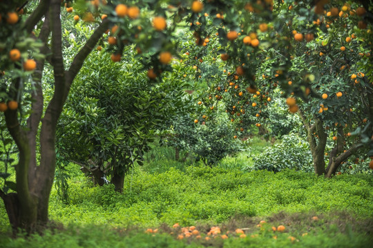 柑橘园 采摘柑橘 柑橘林