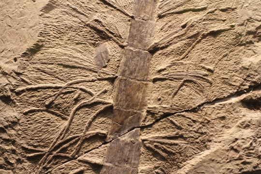 远古化石