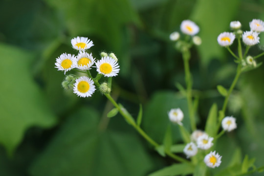 芳草