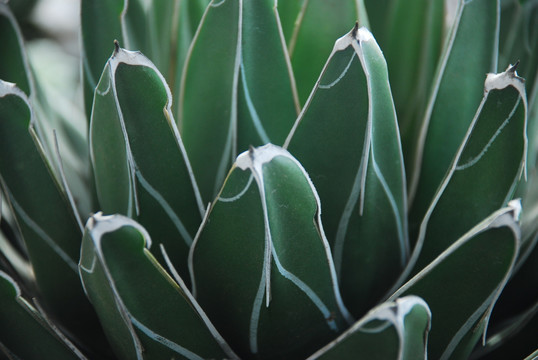 多肉植物 龙舌兰 笹之雪