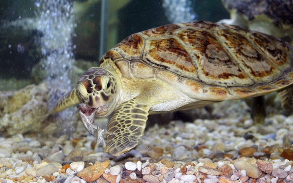 捕食的海龟 海龟