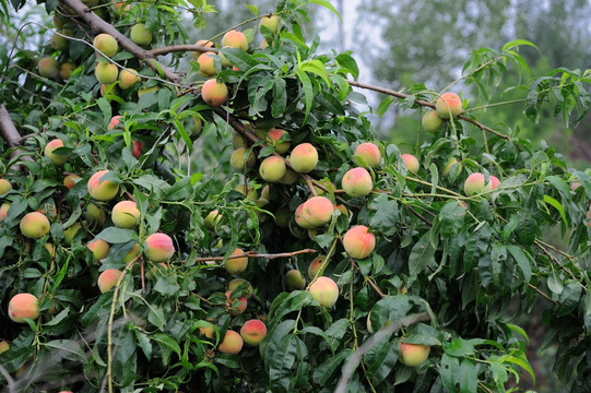 结满果实的桃树高清大图