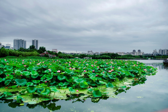 荷花池塘