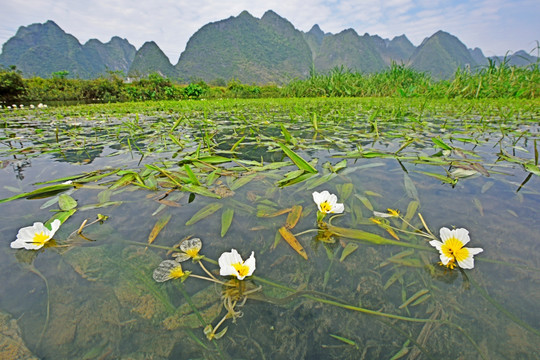 海菜花