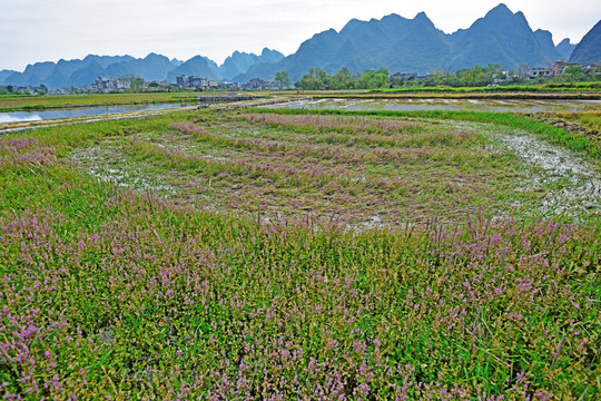 田野