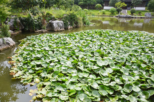 睡莲池塘