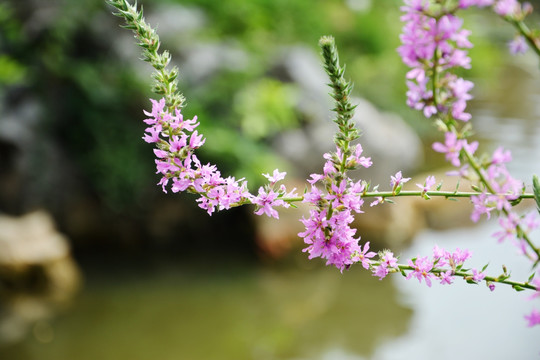 千屈菜花