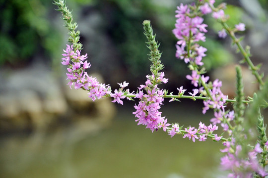 紫花