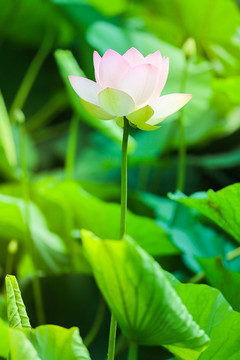 荷花图片