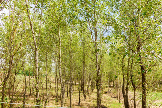 树林 杨树林