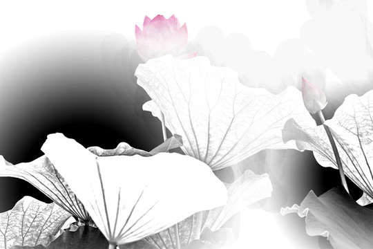 荷花裝飾畫(huà)花韻
