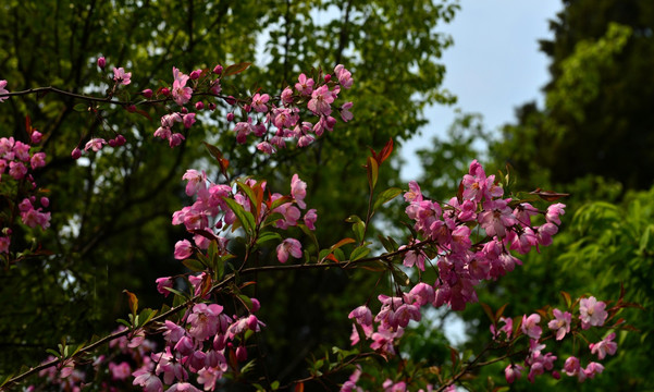 樱花