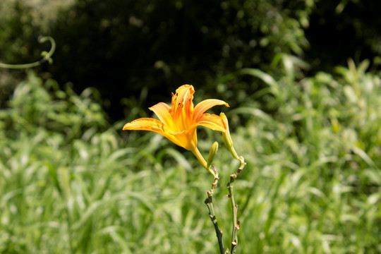 黄花菜