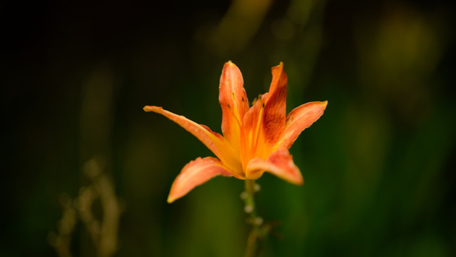 黄花菜忘忧草