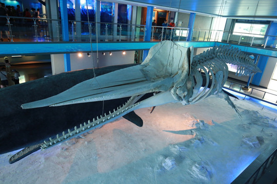齿鲸标本