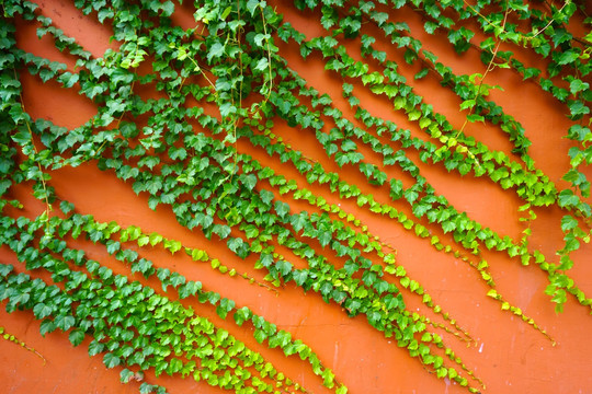 红墙背景和绿色植物