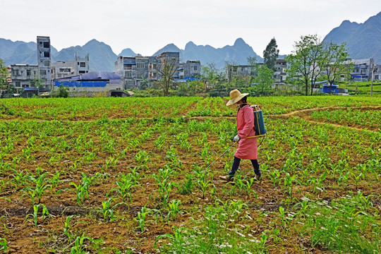 农民种地