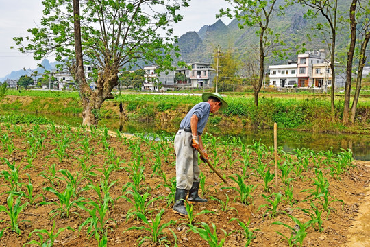 农民种地