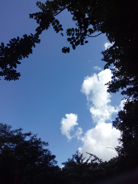 天空树影