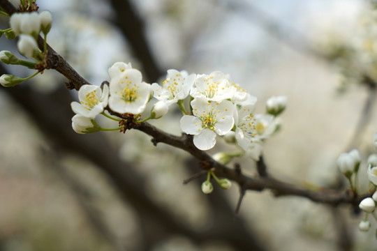 春天 梨花 花枝