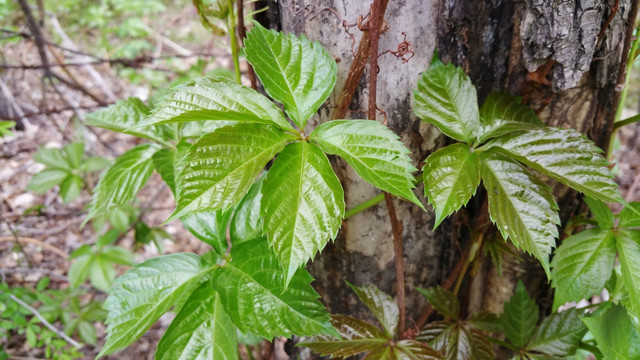 春天 爬山虎 嫩叶