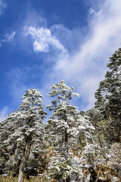 雾凇美景