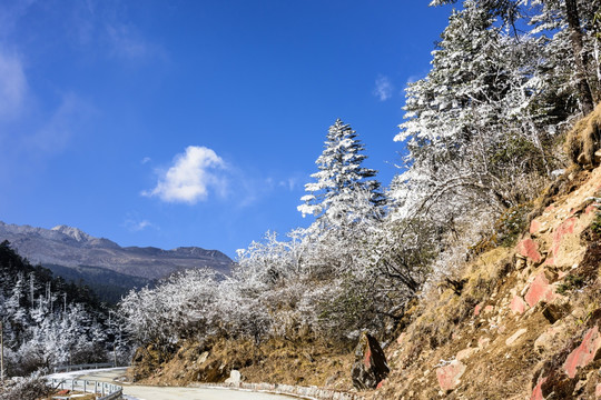 雪后美景