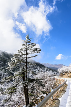 雪后美景