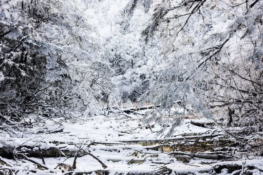 雪后的山林