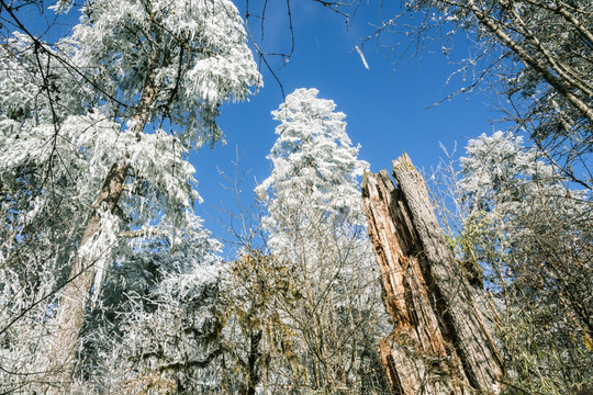 雪后美景