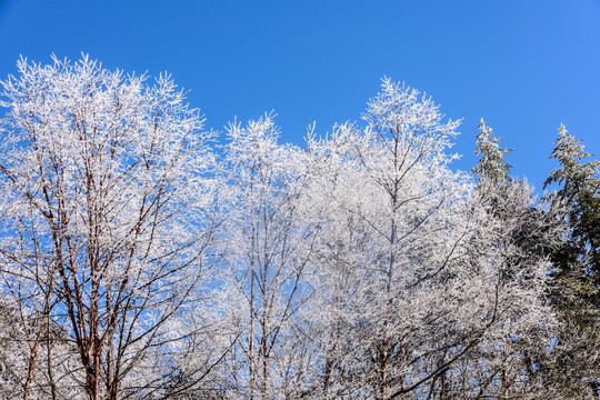 雪后美景