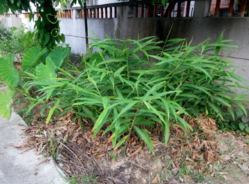 生姜植物