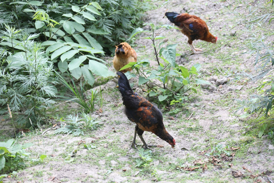 山养土鸡