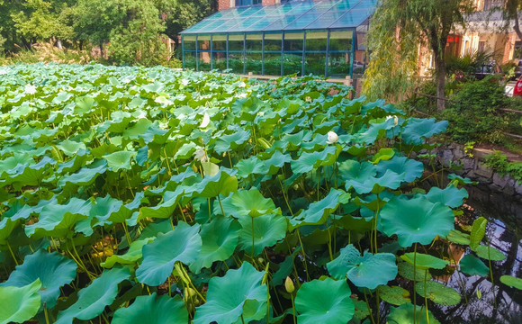 荷花 中国科学技术大学