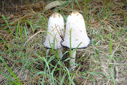 草地上的野蘑菇