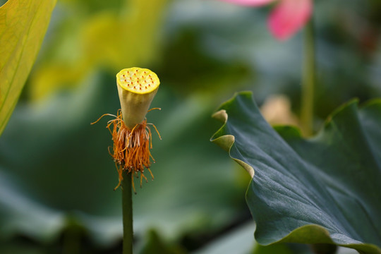 凋零的花