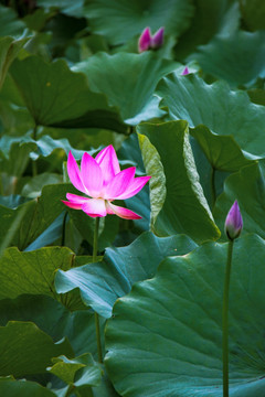 孙文莲 荷花