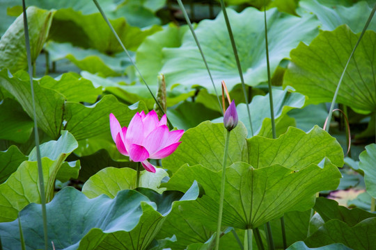 孙文莲 荷花